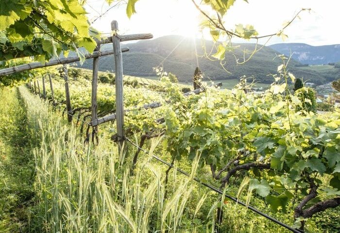 Wine Tour
