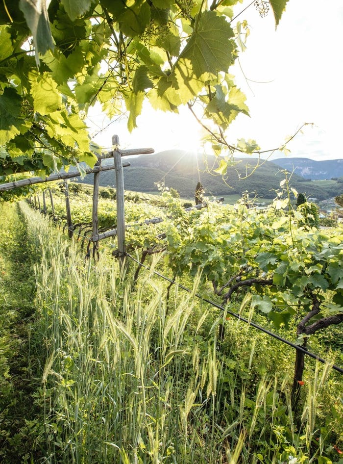 Wine Tour